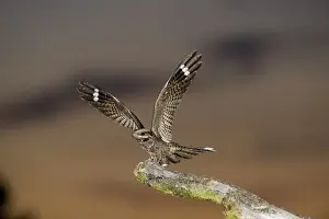 Eurasian Nightjar (Caprimulgus europaeus) adult male, with wings spread, standing on song post in heathland at dusk, North Norfolk, England, june