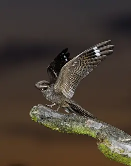 Eurasian Nightjar (Caprimulgus europaeus) adult male, with wings spread, standing on song post in heathland at dusk, North Norfolk, England, june