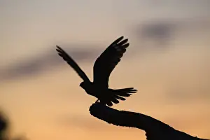 Eurasian Nightjar (Caprimulgus europaeus) adult male, with wings spread, standing on song post in heathland, silhouetted at dusk, North Norfolk, England, june