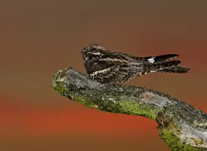 Eurasian Nightjar (Caprimulgus europaeus) adult male, churring on song post in heathland at dusk, North Norfolk, England, june