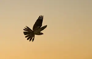 Eurasian Nightjar (Caprimulgus europaeus) adult male, in display flight over heathland at dusk, North Norfolk, England, june
