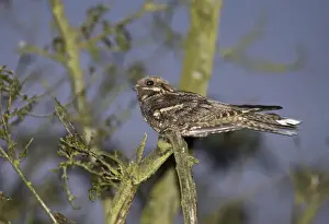 Eurasian Nightjar (Caprimulgus europaeus) adult male, churring on song post in heathland at dusk, Norfolk, England, may