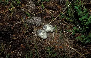 Eurasian Nightjar (Caprimulgus europaeus) two eggs in nest