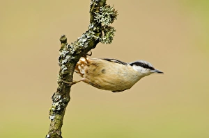Nuthatches Prints: Eurasian Nuthatch (Sitta europaea) adult