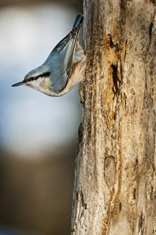 Central Europe Prints: Eurasian Nuthatch (Sitta europaea) adult male