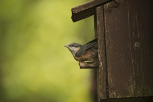 Emerge Prints: Eurasian Nuthatch (Sitta europaea) chick