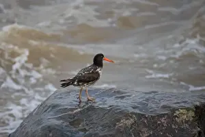 Eurasian Oystercatcher (Haematopus ostralegus) adult, partial albinistic plumage, standing on coastal rock, Lowestoft
