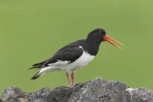 Eurasian Oystercatcher (Haematopus ostralegus) adult, breeding plumage, calling, standing on drystone wall