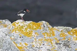 Eurasian Oystercatcher (Haematopus ostralegus) adult, breeding plumage, calling, standing on coastal rock