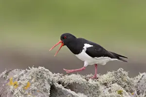 Eurasian Oystercatcher (Haematopus ostralegus) adult, breeding plumage, calling, walking on drystone wall