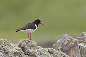 Eurasian Oystercatcher (Haematopus ostralegus) adult, breeding plumage, standing on drystone wall