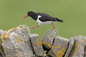 Eurasian Oystercatcher (Haematopus ostralegus) adult, breeding plumage, walking on drystone wall
