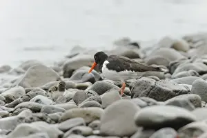 Eurasian Oystercatcher (Haematopus ostralegus) adult, breeding plumage, and chick