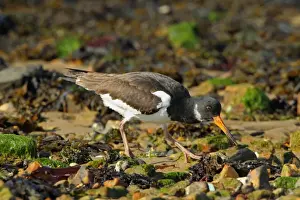 Eurasian Oystercatcher (Haematopus ostralegus) adult, winter plumage, foraging on beach, Poole Harbour, Dorset, England, october
