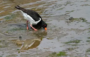 Eurasian Oystercatcher (Haematopus ostralegus) adult, feeding, probing mud with beak at low tide, Scotland, june