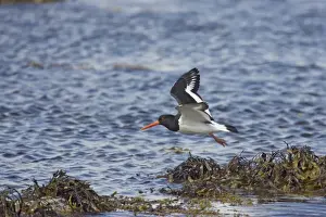 Eurasian Oystercatcher (Haematopus ostralegus) adult, in flight over tideline, Burray, Orkney, Scotland, june
