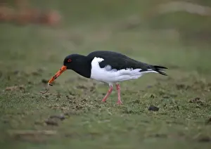 Eurasian Oystercatcher (Haematopus ostralegus) adult, feeding on earthworm, Scotland, march
