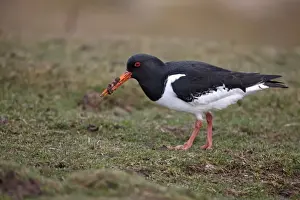 Eurasian Oystercatcher (Haematopus ostralegus) adult, feeding, with mud on beak, Scotland, spring