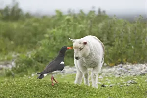 Eurasian Oystercatcher (Haematopus ostralegus) adult, attacking lamb near nestsite, Mainland, Shetland Islands, Scotland