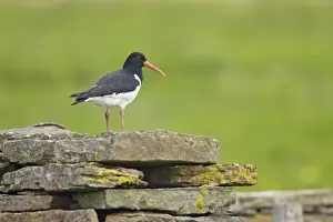 Eurasian Oystercatcher (Haematopus ostralegus) adult, standing on drystone wall in meadow, Mainland, Orkney, Scotland, june