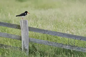 Eurasian Oystercatcher (Haematopus ostralegus) adult, standing on fence post, North Kent Marshes, Isle of Sheppey, Kent, England, july
