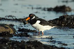 Eurasian Oystercatcher (Haematopus ostralegus) adult, winter plumage, with clam in beak, feeding in water