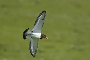 Eurasian Oystercatcher (Haematopus ostralegus) adult, summer plumage, in flight, Shetland Islands, Scotland, June