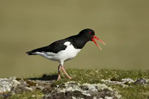 Eurasian Oystercatcher (Haematopus ostralegus) adult, summer plumage, calling