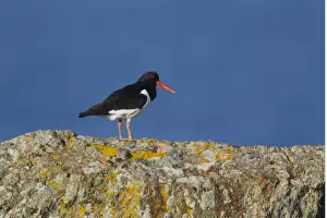 Eurasian Oystercatcher (Haematopus ostralegus) adult, summer plumage, standing on rocky clifftop, Shetland Islands