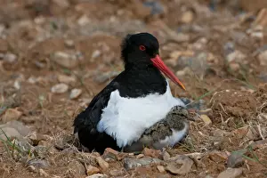 Eurasian Oystercatcher (Haematopus ostralegus) adult with day-old chick, sitting at nest in ploughed breckland, Norfolk, England, may