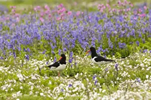 Eurasian Oystercatcher (Haematopus ostralegus) adult pair, breeding plumage