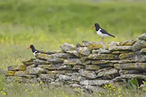 Eurasian Oystercatcher (Haematopus ostralegus) two adults, standing on drystone wall in meadow, Mainland, Orkney, Scotland, june