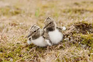 Brecklands Prints: Eurasian Oystercatcher (Haematopus ostralegus) two day-old chicks