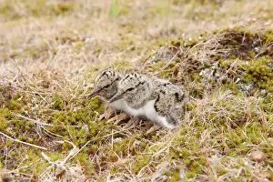 Eurasian Oystercatcher (Haematopus ostralegus) two day-old chicks, sitting near nest in ploughed breckland, Norfolk, England, may