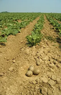 Eurasian Oystercatcher (Haematopus ostralegus) three eggs in nest, nesting in sugarbeet field, Wrangle, The Wash