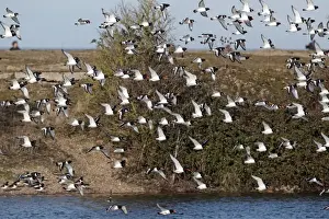 Eurasian Oystercatcher (Haematopus ostralegus) flock, in flight over coastal lagoon habitat, Snettisham RSPB Reserve, Norfolk, England, march