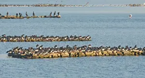 Eurasian Oystercatcher (Haematopus ostralegus) flock, roosting on artificial roost site at high tide, The Wash, Snettisham RSPB Reserve, Norfolk, England, october