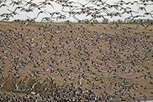 Eurasian Oystercatcher (Haematopus ostralegus) flock, in flight at high tide roost, Snettisham RSPB Reserve, Norfolk
