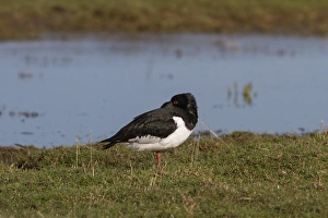Sleeping Prints: Eurasian Oystercatcher resting