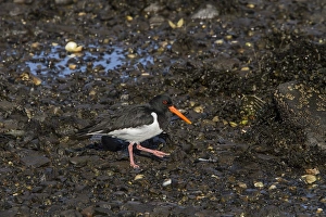 Tide Prints: eurasian Oystercatcher walking on the sea shore at low tide