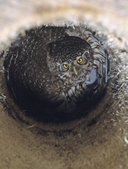 Broods Prints: Eurasian Pygmy-owl (Glaucidium passerinum) adult, brooding chicks in nestbox, Finland, may
