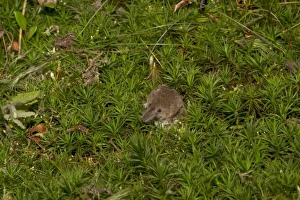 Insectivore Prints: Eurasian Pygmy Shrew (Sorex minutus) adult