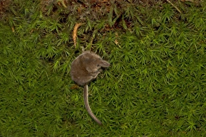 Insectivore Prints: Eurasian Pygmy Shrew (Sorex minutus) adult