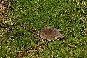 Eurasian Pygmy Shrew (Sorex minutus) adult, standing on moss, Norfolk, England, September (controlled)
