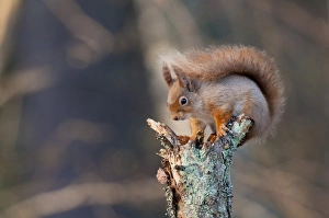Eurasian Red Squirrel (Sciurus vulgaris) adult, winter coat with long ear tufts, sitting on broken stump of pine tree