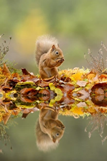 Leaves Prints: Eurasian Red Squirrel (Sciurus vulgaris) adult