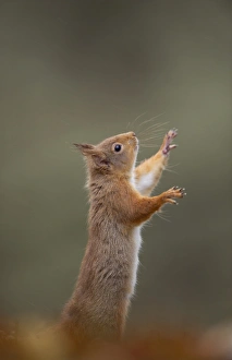 Eurasian Red Squirrel (Sciurus vulgaris) adult, standing on hind legs, Cairngorm N. P. Highlands, Scotland, march