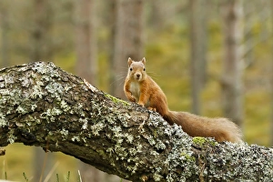 Eurasian Red Squirrel (Sciurus vulgaris) adult, standing on branch in pine forest, Scotland, october