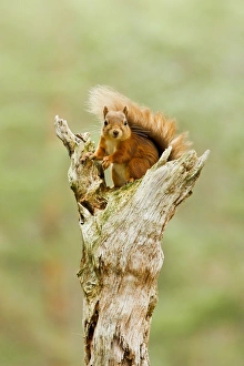 Eurasian Red Squirrel (Sciurus vulgaris) adult, sitting on dead branch in pine forest, Scotland, october