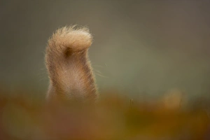 Eurasian Red Squirrel (Sciurus vulgaris) adult, rear view of tail, Cairngorm N. P. Highlands, Scotland, march